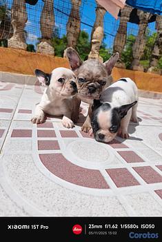 animales y mascotas - Bulldog francés hembra y macho, frances. Dog, pet