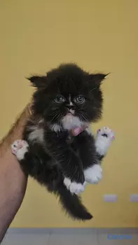 animales y mascotas - OFERTA GATITA PERSA HEMBRA UBICADO EN SANTO DOMING