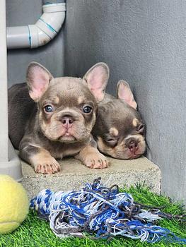 animales y mascotas - OFERTA CACHORRO EXOTICO BULLDOG FRANCES AMBOS SEXO