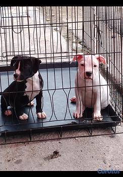 animales y mascotas - OFERTA CACHORRO PITBULL HEMBRA EN SANTO DOMINGO Y 