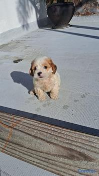 animales y mascotas - OFERTA CACHORRO SHIPOO AMBOS SEXO EN SANTO DOMINGO