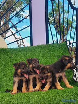 animales y mascotas - Pastor alemán hembra y machos. Dog, pet, aleman, c