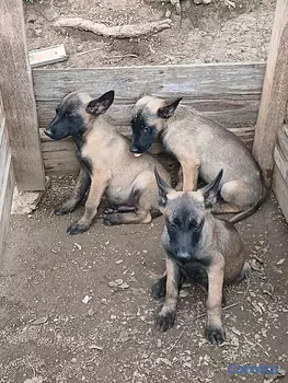 animales y mascotas - pastor belga malinois 