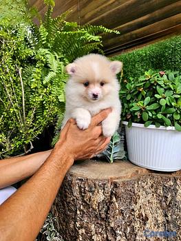animales y mascotas - pomerania mini