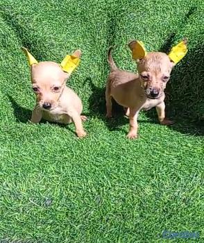 animales y mascotas - OFERTA CACHORRO CHIHUAHUA AMBOS SEXO EN SANTO DOMI