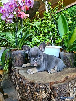 animales y mascotas - OFERTA CACHORRO BULLDOG FRANCES HEMBRA LILAC AND T