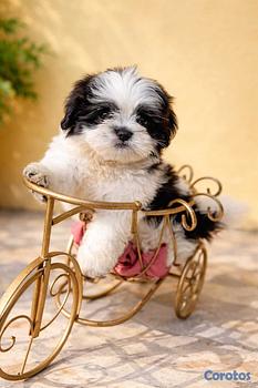 animales y mascotas - OFERTA CACHORRO SHIPOO MACHO EN UBICADO EN SANTO D