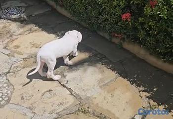 animales y mascotas - OFERTA CACHORRO DOBERMAN AMBOS SEXO UBICADO EN SAN