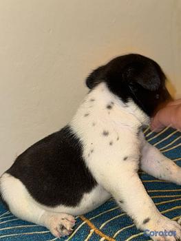 animales y mascotas - OFERTA CACHORRO BULLDOG FRANCES AMBOS SEXO UBICADO