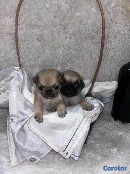 animales y mascotas - Pug 