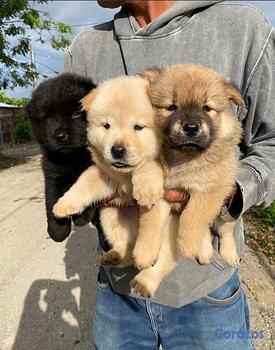 animales y mascotas - Chow chow hembras y machos. Dog, pet, mascotas, cachorro