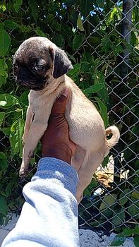 animales y mascotas - OFERTA CACHORRO PUG AMBOS SEXO EN SANTO DOMINGO Y 