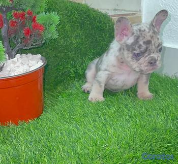 animales y mascotas - OFERTA CACHORRO BULLDOG FRANCES MACHO MERLE EN UBI