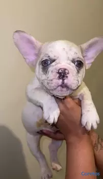 animales y mascotas - OFERTA CACHORRO BULLDOG FRANCES HEMBRA UBICADO EN 