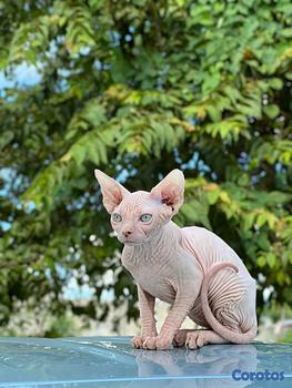 animales y mascotas - gatos esfinges machos y hembras 