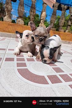 animales y mascotas - Bulldog francés hembra y macho, frances. Dog, pet, frenchie