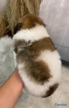 animales y mascotas - OFERTA CACHORRO SHIPOO HEMBRA UBICADO EN SANTO DOM