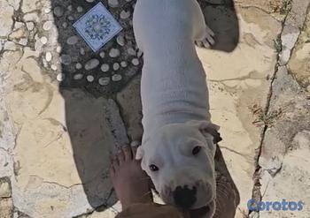 animales y mascotas - OFERTA CACHORRO DOGO UBICADO EN SANTO DOMINGO Y TI