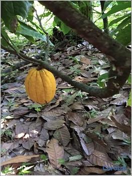 solares y terrenos - ULTIMA REBAJA en Finca de CACAO, 112 tareas, El Va