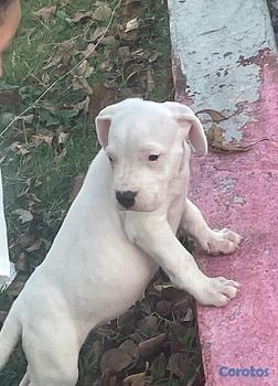 animales y mascotas - OFERTA CACHORRO DOGO ARGENTINO AMBOS SEXO UBICADO 