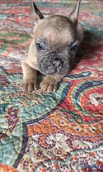 animales y mascotas - OFERTA CACHORRO BULLDOG FRANCES MACHO EN SANTO DOM