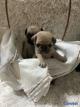 animales y mascotas - pug