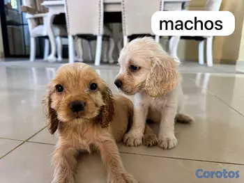 animales y mascotas - cocker spaniel