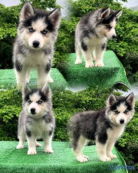 animales y mascotas - hermosos cachorritos de husky silverian 