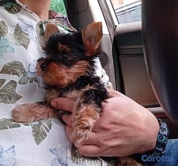 animales y mascotas - OFERTA CACHORRO YORIE AMBOS SEXO EN UBICADO EN SAN