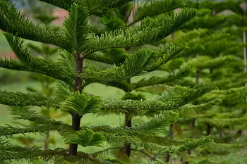 servicios profesionales - Alquiler de Plantas para Eventos