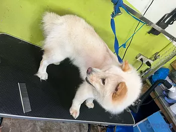 animales y mascotas - Chow Chow 