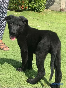 animales y mascotas - pastor alemán negro 