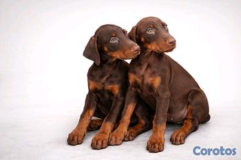 animales y mascotas - doberman 