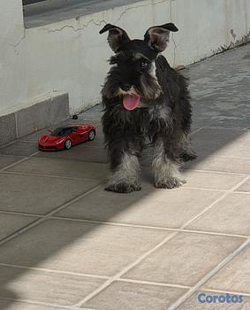 animales y mascotas - Schnauzer