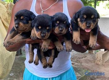 animales y mascotas - Rottweiler hembras y machos. Dog, pet, mascotas, cachorro