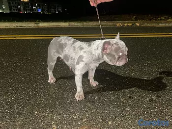 animales y mascotas - Perro Bulldog Francés Merle exótica 