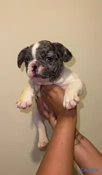 animales y mascotas - OFERTA CACHORRO BULLDOG FRANCES MACHO UBICADO EN S