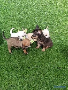 animales y mascotas - OFERTA CACHORRO CHIHUAHUA AMBOS SEXO EN SANTO DOMI