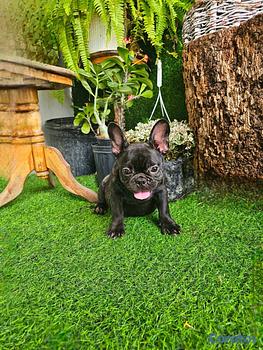 animales y mascotas - OFERTA CACHORRO BULLDOG FRANCES HEMBRA EN SANTO DO