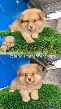 animales y mascotas - Pomerania hembra y macho. Dog, pet, puppy, cachorr