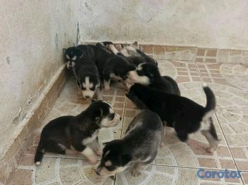 animales y mascotas - Hermosos Husky Siberianos Puros