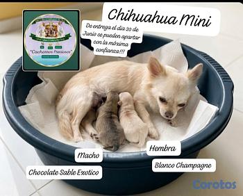 animales y mascotas - Chihuahua Mini/Toy/Micro