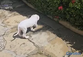 animales y mascotas - OFERTA CACHORRO DOGO UBICADO EN SANTO DOMINGO Y TI