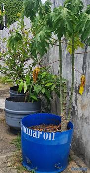 herramientas, jardines y exterior - Planes frutales