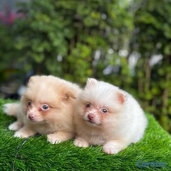animales y mascotas - Pomerania 