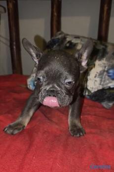 animales y mascotas - OFERTA CACHORRO BULLDOG FRANCES MACHO EN SANTO DOM