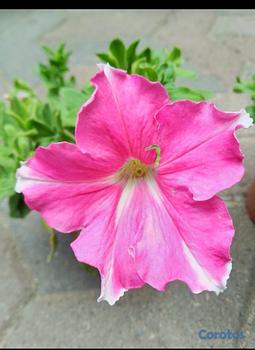 decoración y accesorios - Oferta de Petunias al Por mayor y detalle 