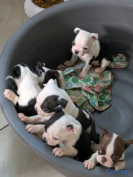 animales y mascotas - Hermosa Cachorros Boston Terrier, la mejor genética 