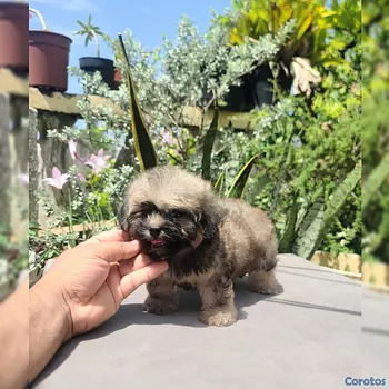animales y mascotas - shipoo
