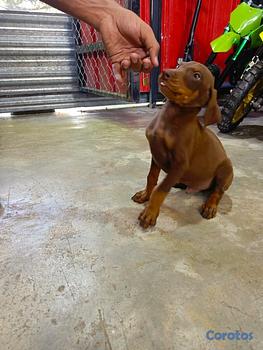 animales y mascotas - Doberman hembra y macho. Dog, pet, mascotas, perro